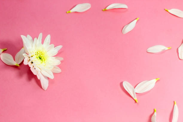 istock Floral background for design. Chrysanthemum and petals. Space for text 1383519061