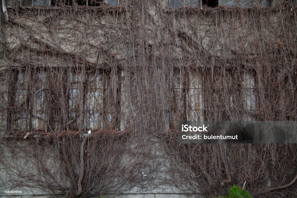 withered ivy and old building Abandoned Place Stock Photo