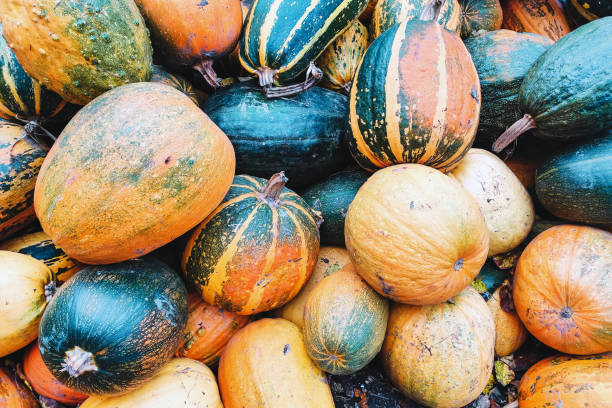 istock Fodder pumpkin, autumn harvest. Multicolored and striped pumpkins 1383519933