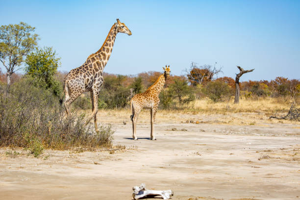 жираф в саванне; национальный парк хванге, зимбабве африка - hwange national park стоковые фото и изображения