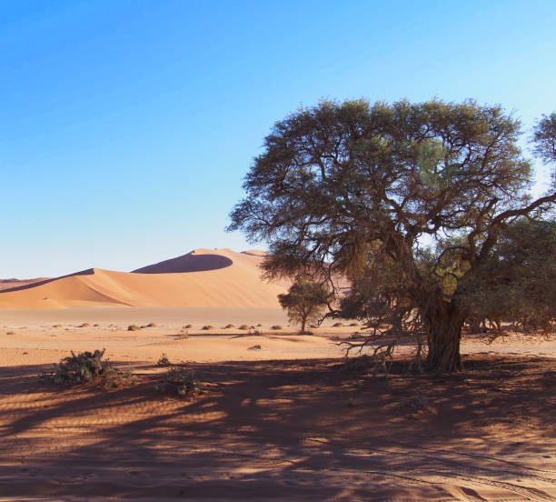 istock An old tree in the Namib Desert, Namibia 1383522803