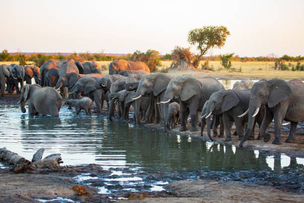 стадо африканских слонов на водопое нехибма - hwange national park стоковые фото и изображения