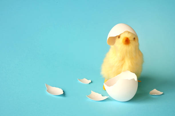 istock Funny newborn chick with broken egg shell on head. Conceptual scene just born, 1383523435