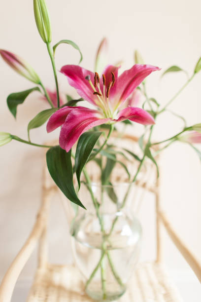 Pink Easter Lily in a Glass Vase with a Cream-Colored Background.