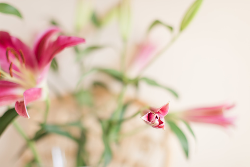 Pink Easter Lily in a Glass Vase with a Cream-Colored Background.