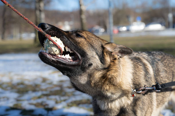 istock A young happy German Shepherd plays tug with a ball. Sable coloured working line breed 1383525694