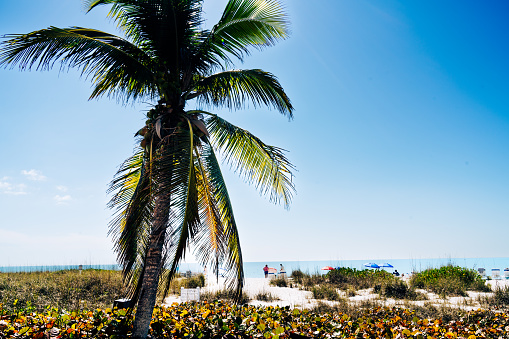 Closeup of a Palm Tree on the Beachfront