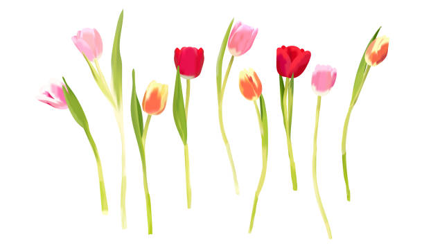 Colorful tulips photorealistic vector isolated vector art illustration