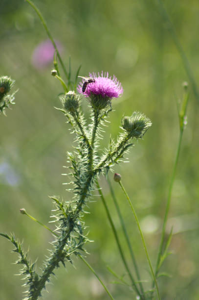 istock Bee on spiny plumeless thistle closeup view with selective focus on foreground 1383527029
