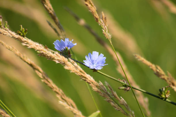 istock Blue common chicory flowers in bloom closeup view with blurred plants on background 1383527038