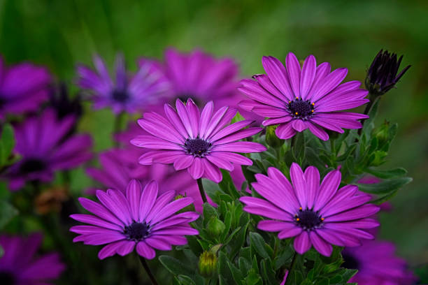 istock Group of Purple African Daisies 1383529413