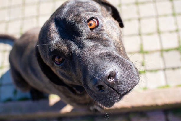 ritratto di cane corso salvato - rescue training” foto e immagini stock