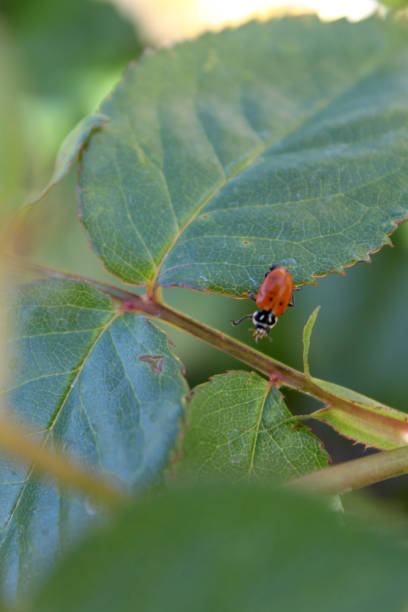 istock lose up of ladybug on green leaf, rose bush 1383531105