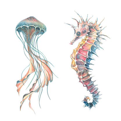 Watercolor illustration of a set of marine fauna. Starfish, shells, corals, jellyfish, seahorse, water, sea, ocean Print design poster decoration