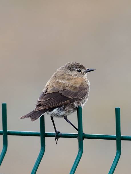 istock A female Austral Negrito perches on a wire fence 1383536713