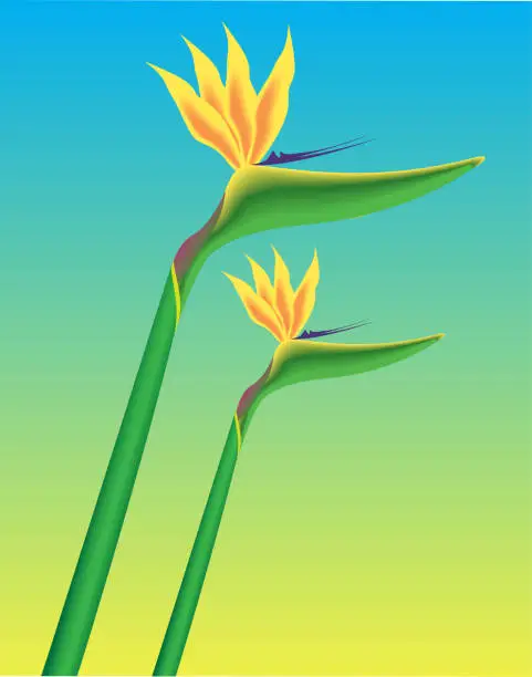 Vector illustration of Bird of Paradise flower vector stock illustration