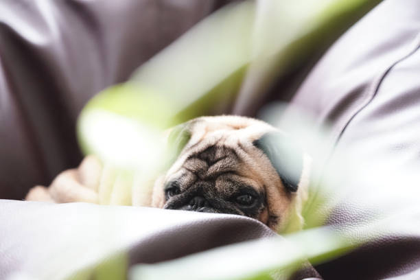 istock little pug taking a nap 1383537041
