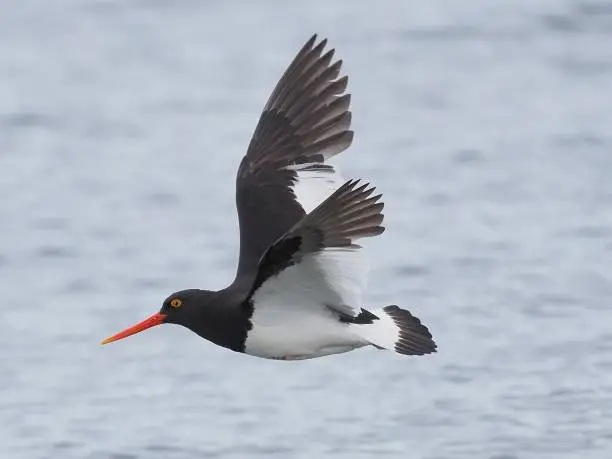 A single Magallenic Oystercatcher (Haemotopus leucopodus) flies over the waters of a Chilean fjord in summer