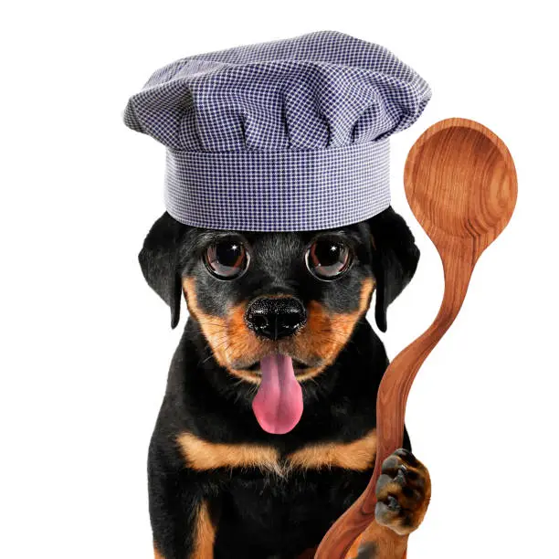 Photo of Cute cool puppy chef little dog cook with wooden cooking ladle funny conceptual image