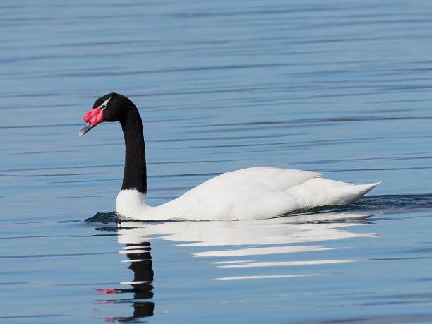 Portrait of a black swan. Bird with black plumage. Cygnus atratus. Waterbird.