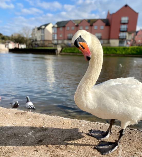 istock Swan funny neck, funny look on exeter quay 1383538141