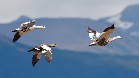 A trio of Upland Geese (Chloephaga picta) fly against a mountain backdrop, near one of the many fjords of Chilean Patagonia