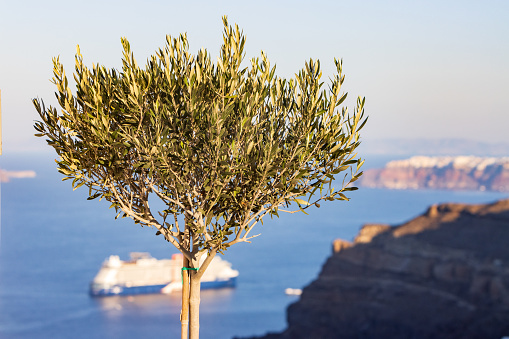 Olive Tree in Pyrgos Kallistis on Santorini in South Aegean Islands, Greece