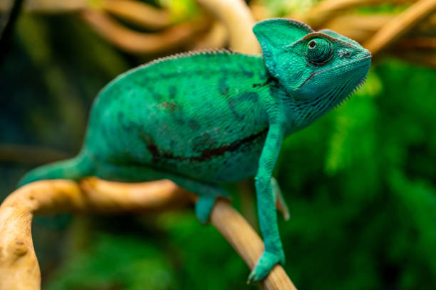 istock Green chameleon in the terrarium. 1383540410