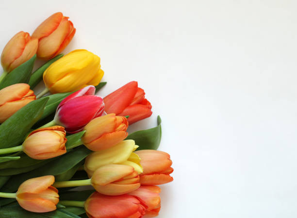 istock yellow and orange tulips on a white background. 1383542353