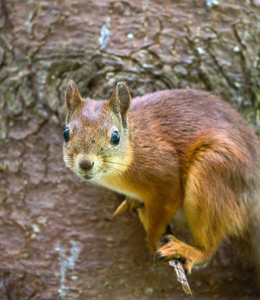 istock Red squirrel in Park on twig 1383544068