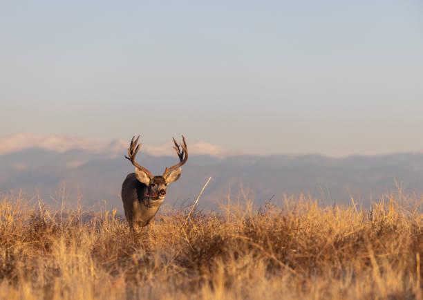 istock Mule Deer Buck in Autumn in Colorado 1383545628