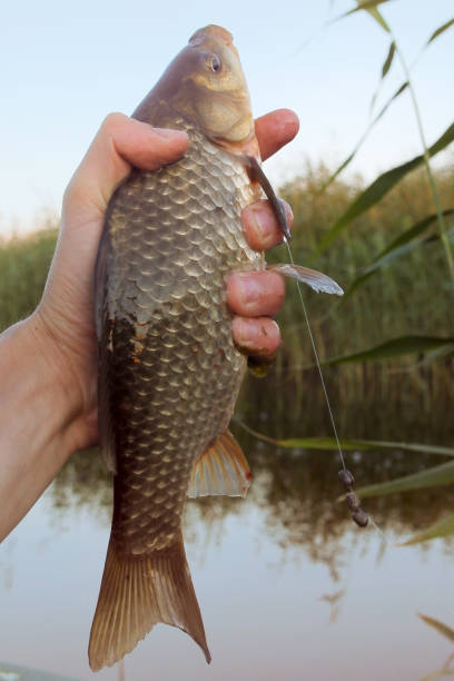 istock evening glow on a fishing at sunset. 1383546195