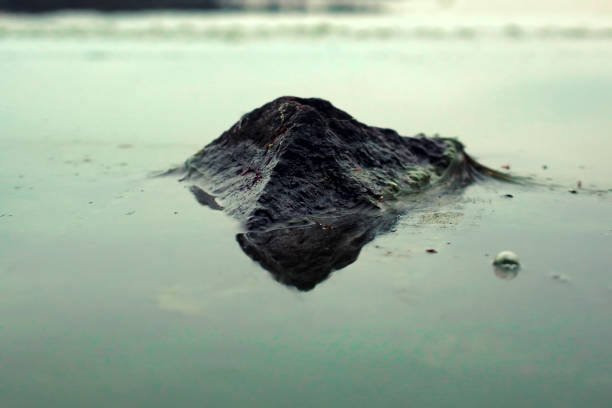 Film formed on surface of water due to algae bloom