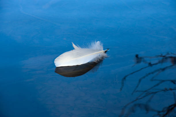 istock White Feather Floating on a Country Lake 1383546696