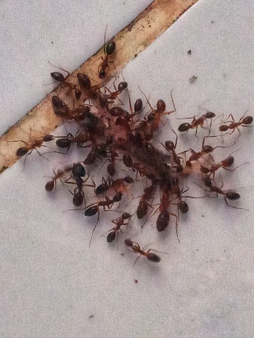 Best teamwork: ants work together to lift food