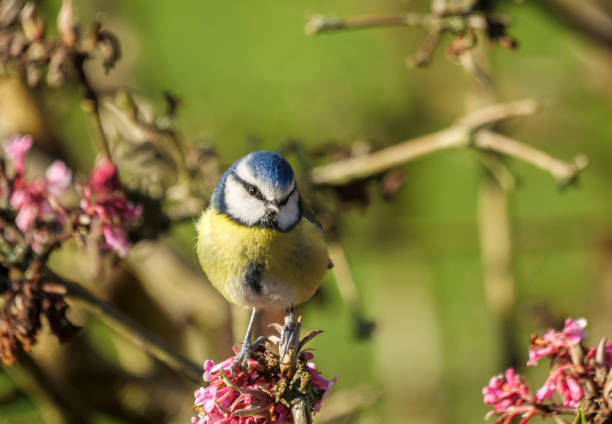 istock Blue tit on the flowering tree in early spring, England. 1383552516