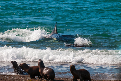 Orca patrolling the shoreline with a group of sea lions in the foreground, Peninsula Valdes, Patagonia, Argentina.