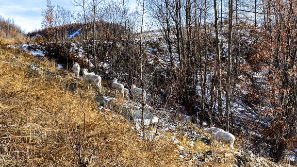 istock Group of Dall sheep Ewes in Alaska 1383559606