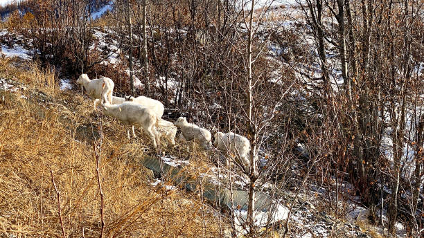 istock Group of Dall sheep Ewes in Alaska 1383559608