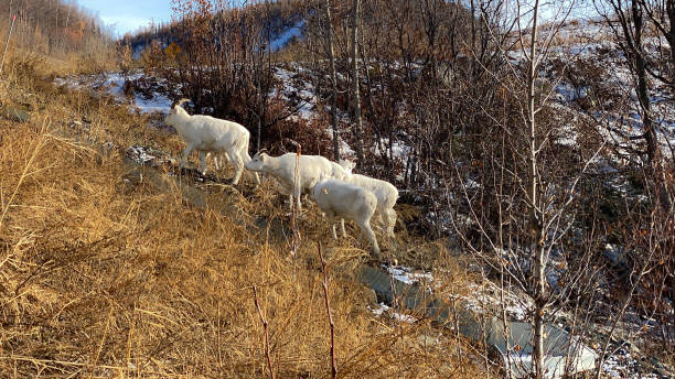 istock Group of Dall sheep Ewes in Alaska 1383559618