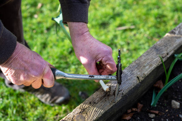 istock Old man's hands cutting end off scallion with garden tool beside organic raised bed vegetable planter. 1383561150