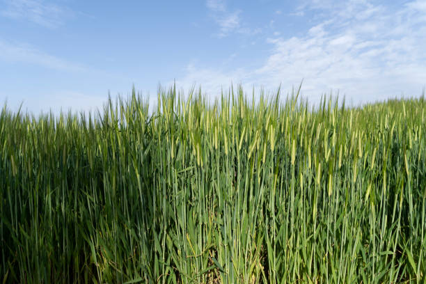 istock Green barley field, oats in the field 1383561930