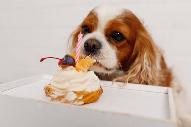 istock Wonderful Cavalier King Charles spaniel sitting near white box, eating small cake decorated with fruits and candle. 1383566077