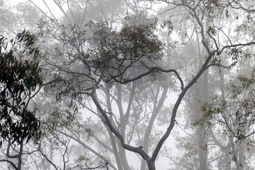Eucalyptus tree in the fog, beautiful nature background with copy space, full frame horizontal composition