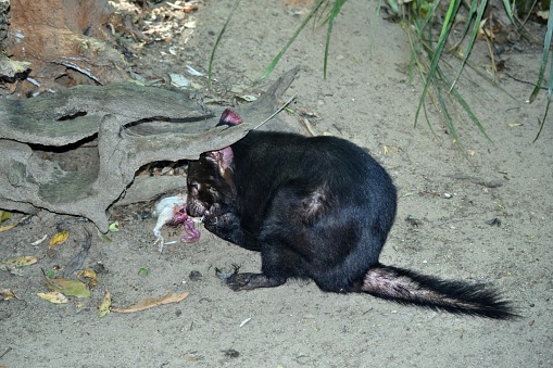 Extinction Devil Wild Tasmanian Devil Endangered With Extinction Is Eating Meat Stock ...