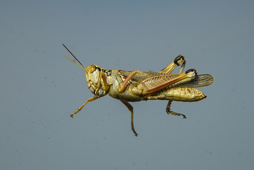 Grasshopper extreme close up in Montana ranch country in the United States of America (USA) John Morrison Photographer