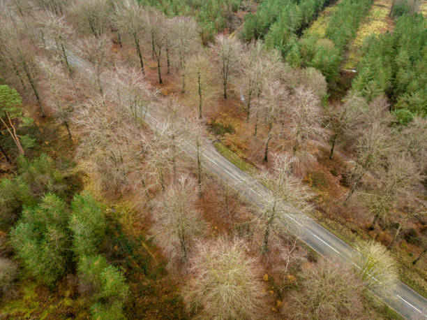 istock Overhead view of road through forest 1383570664
