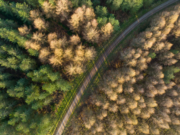 istock Overhead view of forest path at sunrise 1383570714