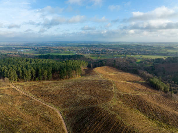 Aerial view of Cannock Chase at sunrise stock photo