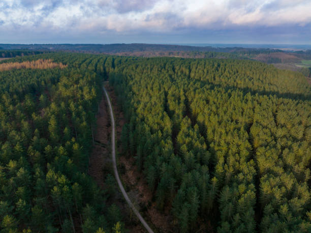 Vue aérienne du sentier forestier au lever du soleil - Photo